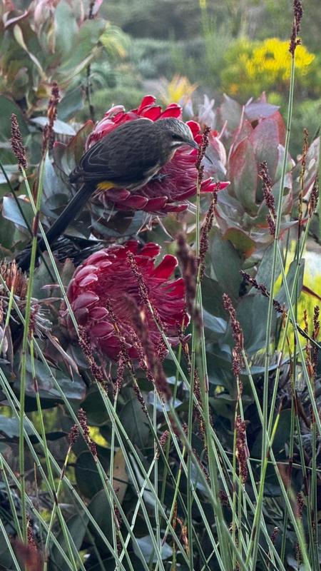 To Let 2 Bedroom Property for Rent in Pinnacle Point Golf Estate Western Cape